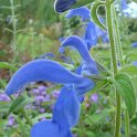 Salvia patens 'Blue Angel' fleur